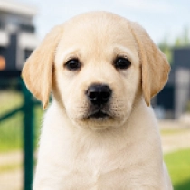 Sugar, cream Labrador Retriever en venta