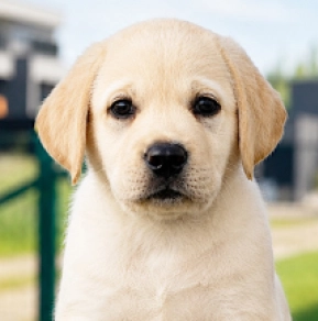 Labrador Retriever puppy for sale