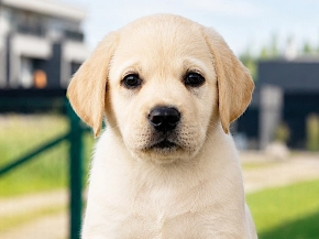 Labrador Retriever puppy for sale