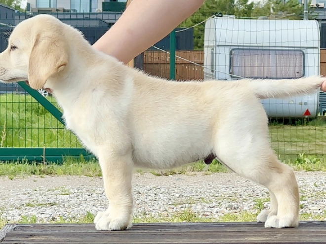 Labrador Retriever puppy for sale