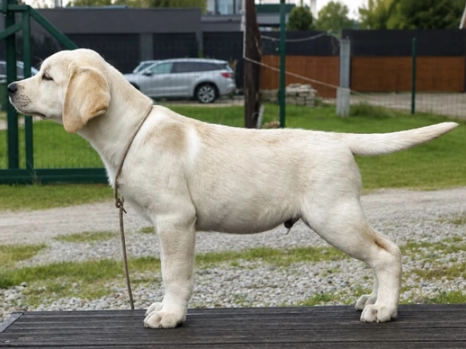 Labrador Retriever puppy for sale