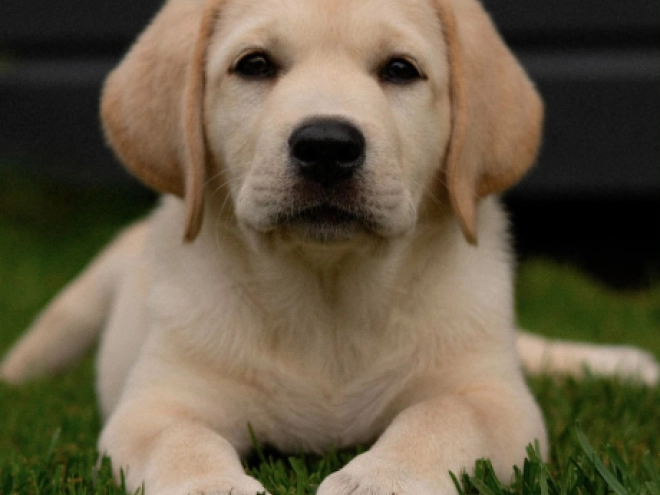 Labrador Retriever puppy for sale