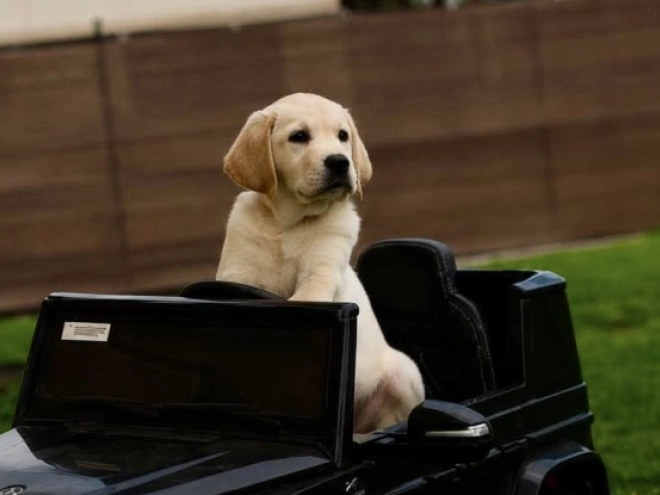 Labrador Retriever puppy for sale
