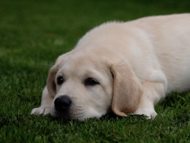 Labrador Retriever puppy for sale