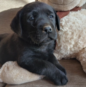 Labrador Retriever Welpe zu verkaufen