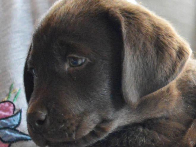 Labrador Retriever Welpe kaufen