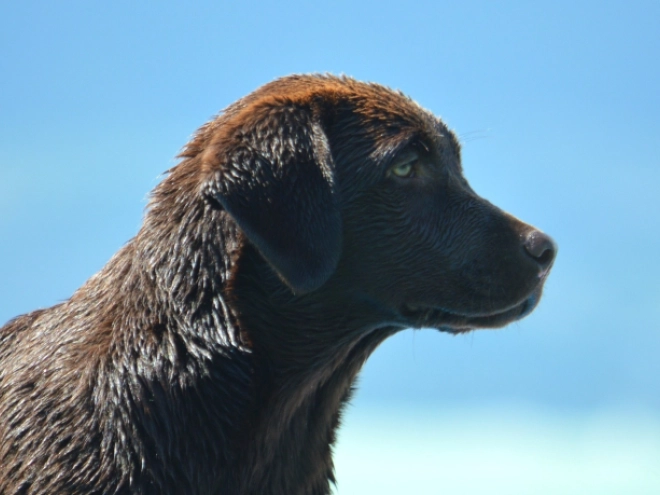 Perros Labrador Retriever en venta