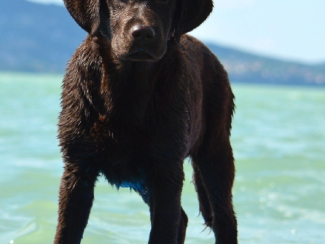 Perros Labrador Retriever en venta