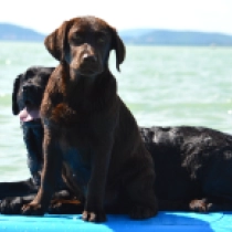 Nash, brown Labrador Retriever en venta