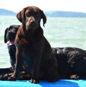 Perros Labrador Retriever en venta