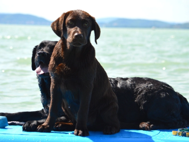 Perros Labrador Retriever en venta