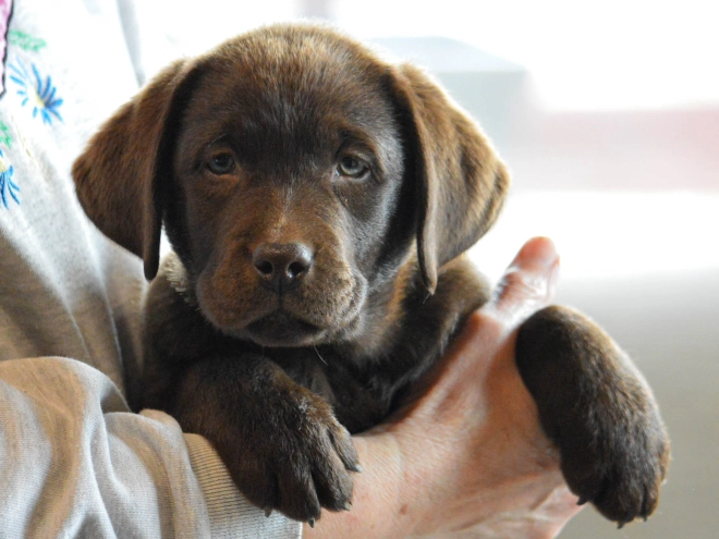 Labrador Retriever Welpe kaufen