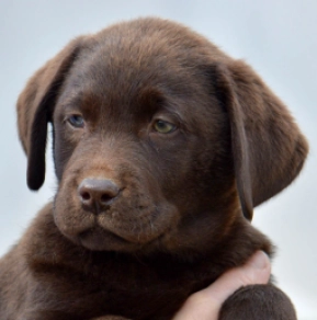 Labrador Retriever Welpe zu verkaufen