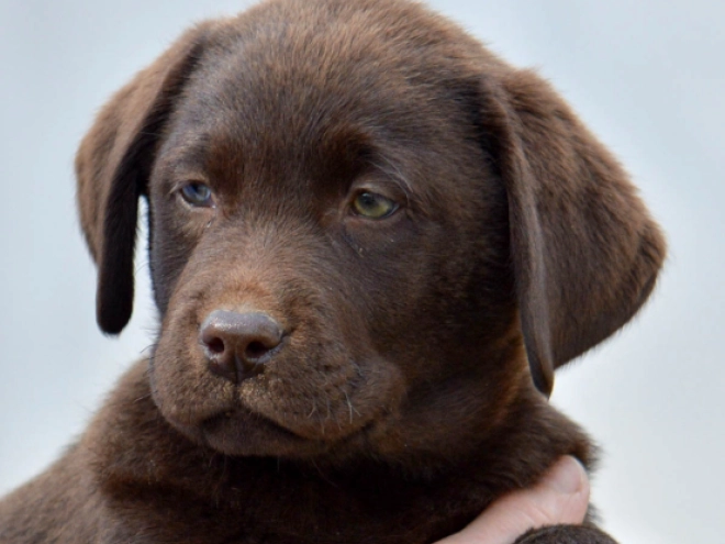 Labrador Retriever Welpe kaufen
