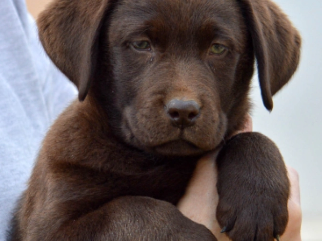 Labrador Retriever Welpe kaufen