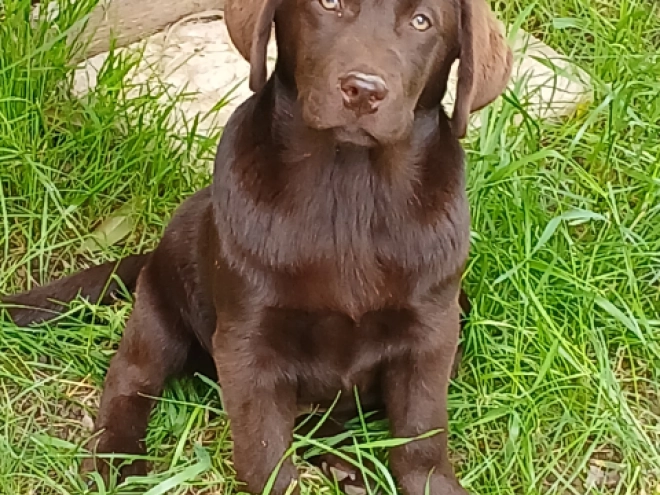 Perros Labrador Retriever en venta