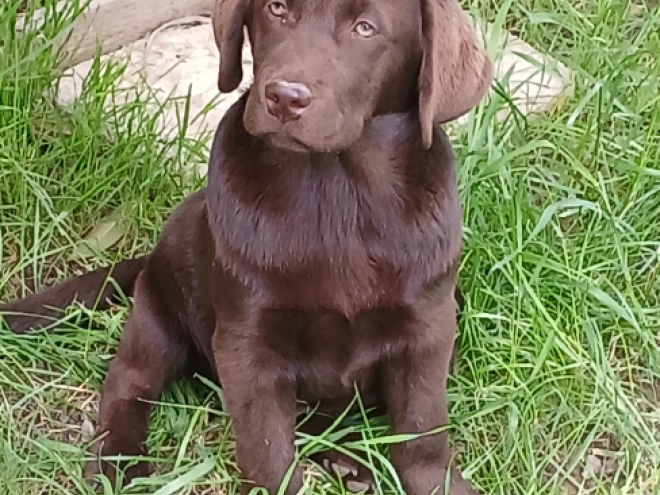 Perros Labrador Retriever en venta