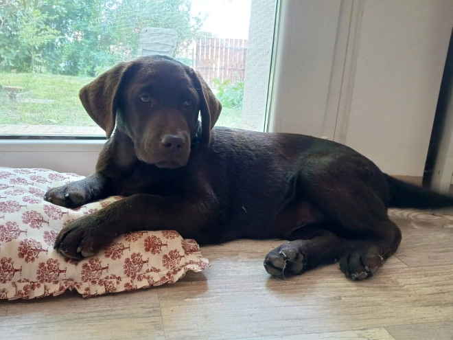 Perros Labrador Retriever en venta