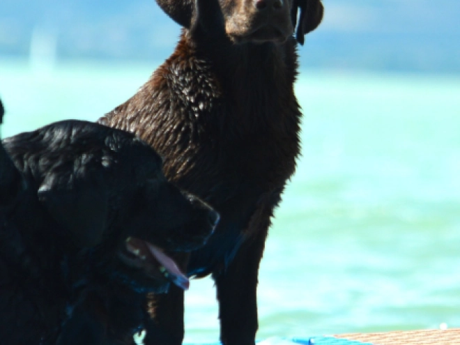 Perros Labrador Retriever en venta