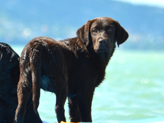 Perros Labrador Retriever en venta