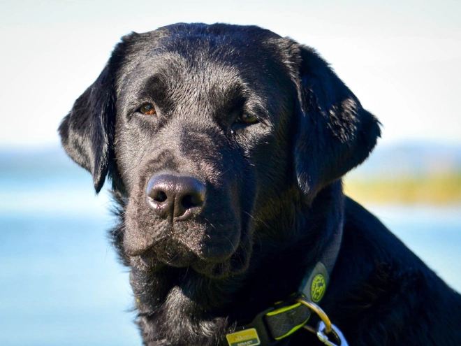 Labrador Retriever Welpe kaufen