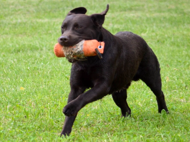 Labrador Retriever Welpe kaufen
