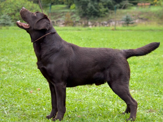 Labrador Retriever Welpe kaufen