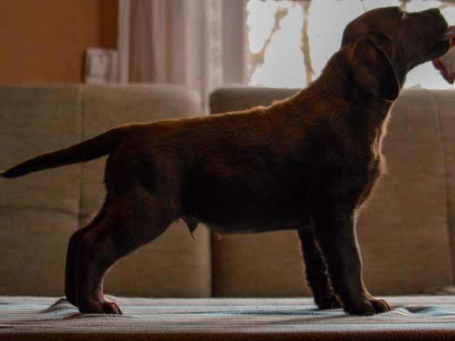 Labrador Retriever puppy for sale