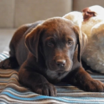 Perros Labrador Retriever en venta