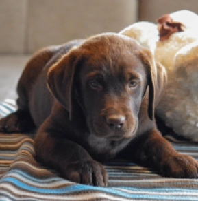 Labrador Retriever puppy for sale