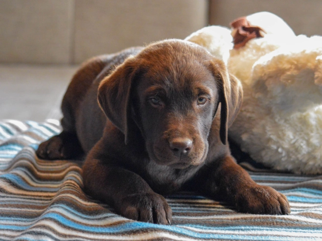 Labrador Retriever puppy for sale