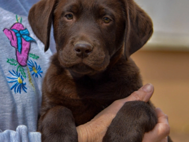 Labrador Retriever puppy for sale