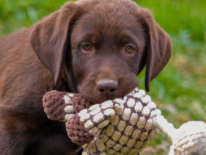 Labrador Retriever puppy for sale