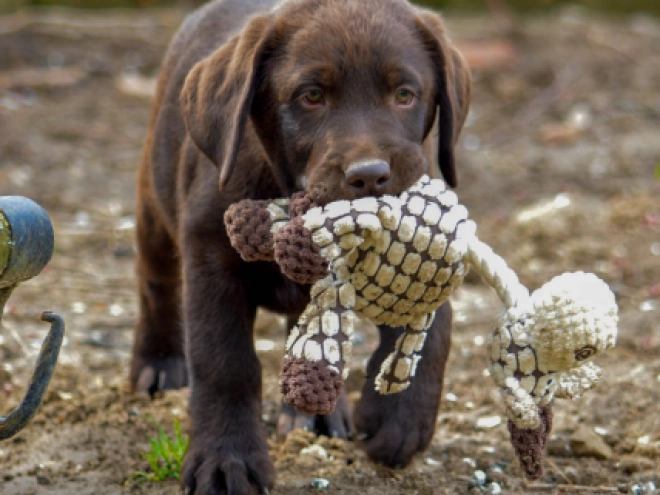 Labrador Retriever puppy for sale