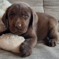 Perros Labrador Retriever en venta