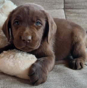 Labrador Retriever puppy for sale