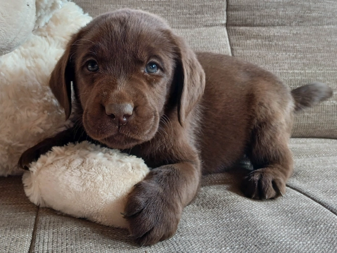 Labrador Retriever puppy for sale