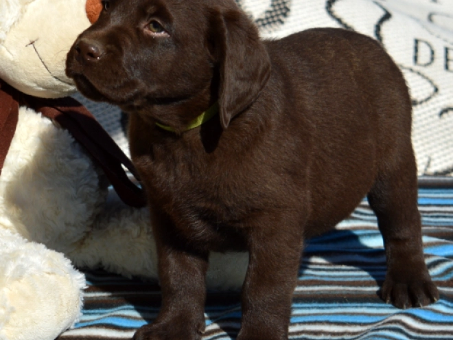 Labrador Retriever puppy for sale