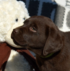 Labrador Retriever puppy for sale
