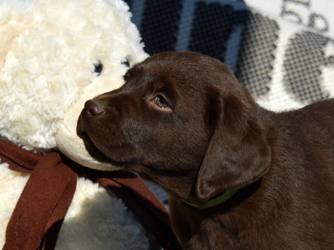 Labrador Retriever puppy for sale