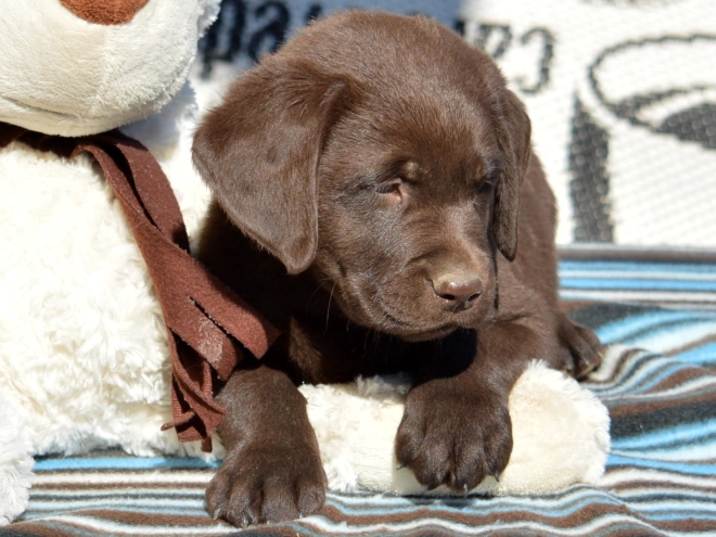 Labrador Retriever puppy for sale