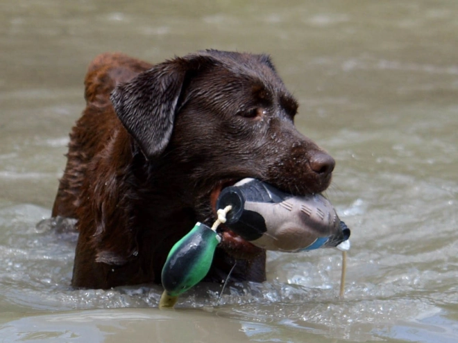 Labrador Retriever puppy for sale