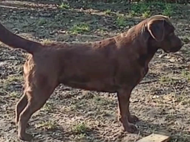 Labrador Retriever puppy for sale