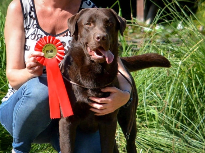 Labrador Retriever puppy for sale