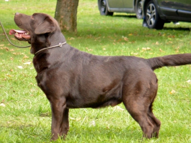 Labrador Retriever puppy for sale