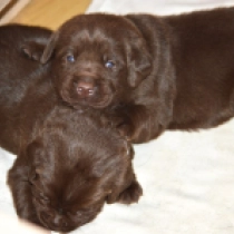 Promising litter!, brown Labrador Retriever Welpen kaufen