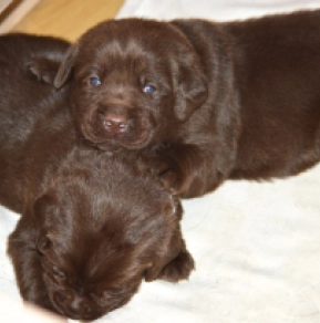 Labrador Retriever Welpe kaufen