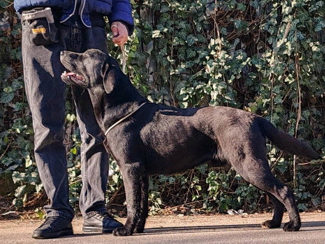 Labrador Retriever puppy for sale
