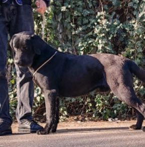 Labrador Retriever puppy for sale