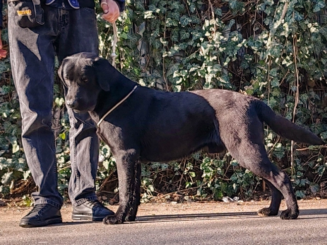 Labrador Retriever puppy for sale